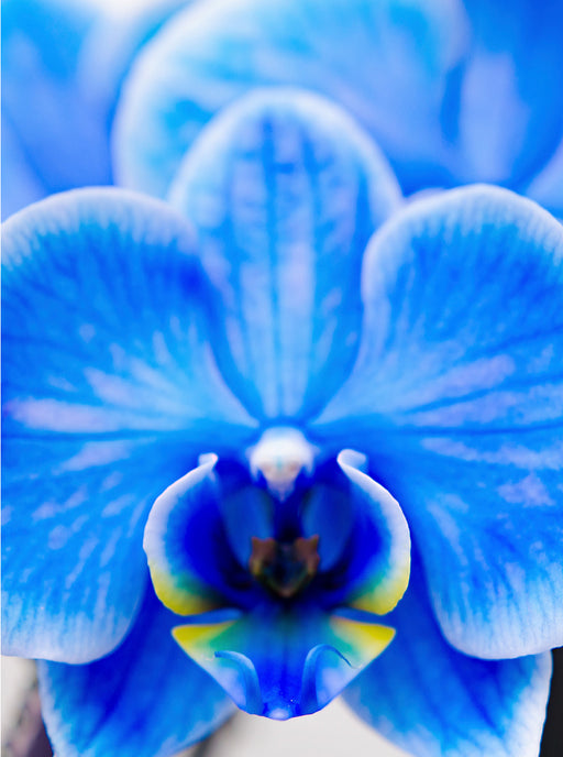 Blau Phalaenopsis - CALVENDO Foto-Puzzle - calvendoverlag 29.99