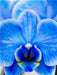 Blau Phalaenopsis - CALVENDO Foto-Puzzle - calvendoverlag 29.99