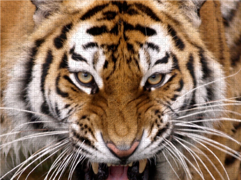 Tiger - CALVENDO Foto-Puzzle - calvendoverlag 29.99