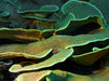 Imposante Unterwasserlandschaft im Inselparadies Yap! - CALVENDO Foto-Puzzle - calvendoverlag 29.99