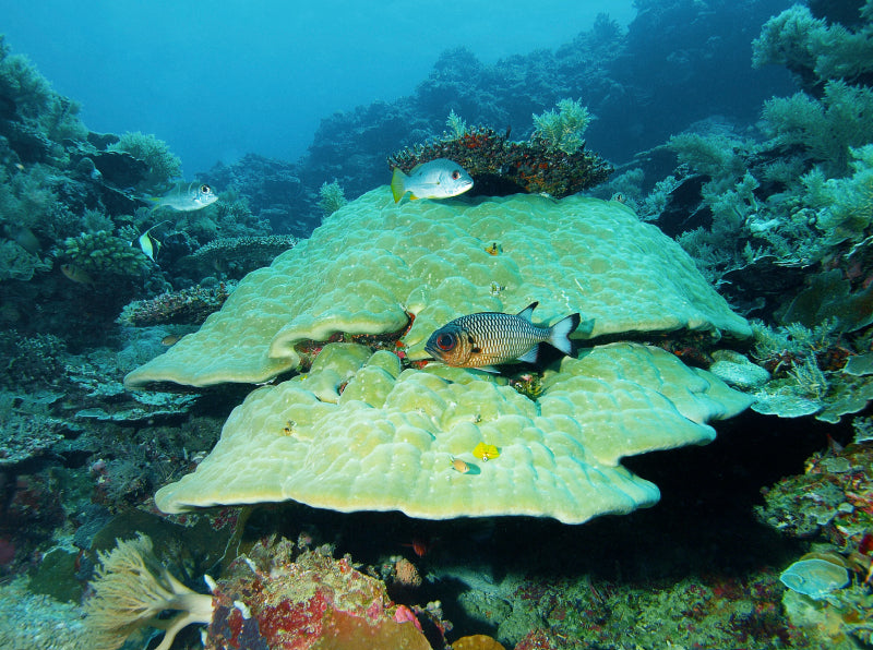 Imposante Unterwasserlandschaft im Inselparadies Palau! - CALVENDO Foto-Puzzle - calvendoverlag 29.99
