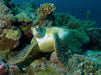 Unterwasserfotografie einer Meeresschildkröte in einem Korallenriff vor Palau - CALVENDO Foto-Puzzle - calvendoverlag 29.99