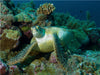 Unterwasserfotografie einer Meeresschildkröte in einem Korallenriff vor Palau - CALVENDO Foto-Puzzle - calvendoverlag 29.99