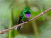 Purpurbrustkolibri, Ecuador - CALVENDO Foto-Puzzle - calvendoverlag 39.99