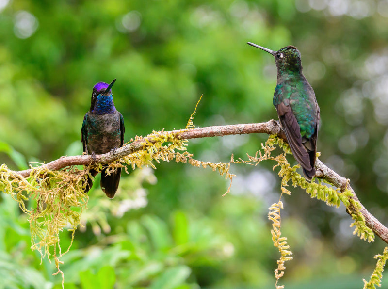 Violettkron-Brillantkolibris, Costa Rica - CALVENDO Foto-Puzzle - calvendoverlag 39.99