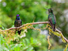 Violettkron-Brillantkolibris, Costa Rica - CALVENDO Foto-Puzzle - calvendoverlag 39.99