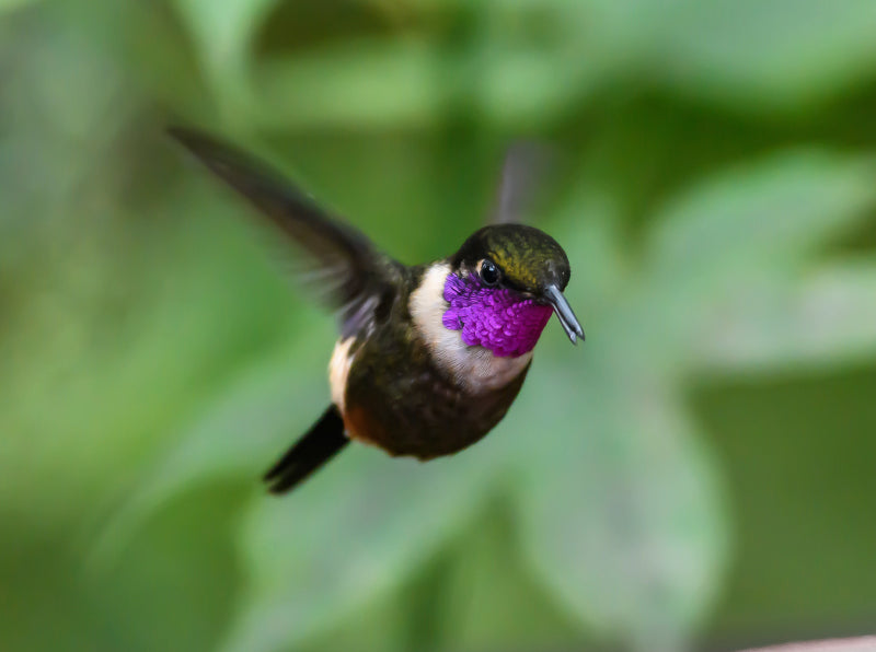 Purpurkehl-Sternkolibri im Schwirrflug, Ecuador - CALVENDO Foto-Puzzle - calvendoverlag 39.99