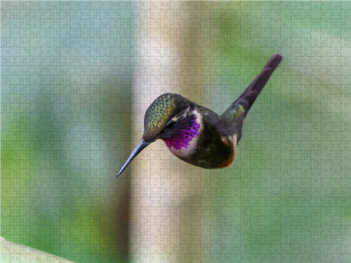 Purpurkehl-Sternkolibri im Schwirrflug, Ecuador - CALVENDO Foto-Puzzle - calvendoverlag 39.99