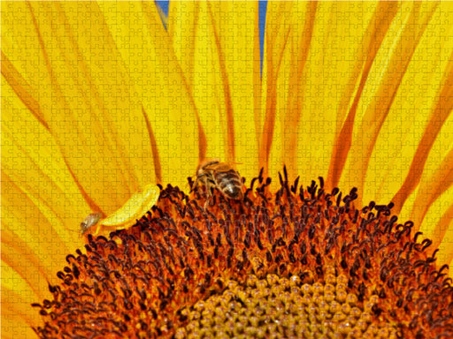 Sonnenblume - ganz nah mit Biene. - CALVENDO Foto-Puzzle - calvendoverlag 39.99