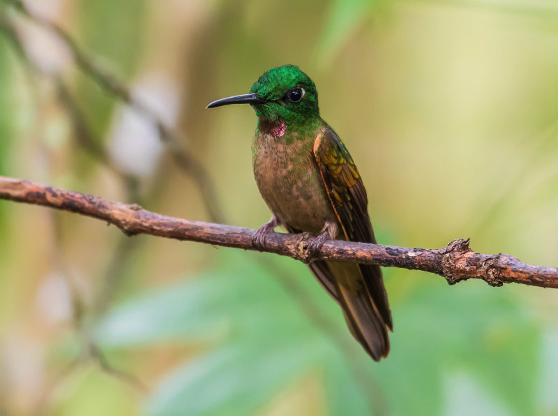 Braunbauch-Brillantkolibri, Ecuador - CALVENDO Foto-Puzzle - calvendoverlag 39.99