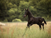 Friesen Fohlen im ersten Galopp - CALVENDO Foto-Puzzle - calvendoverlag 44.99