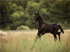 Friesen Fohlen im ersten Galopp - CALVENDO Foto-Puzzle - calvendoverlag 44.99