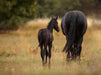 Friesen Fohlen mit Mutter - CALVENDO Foto-Puzzle - calvendoverlag 44.99