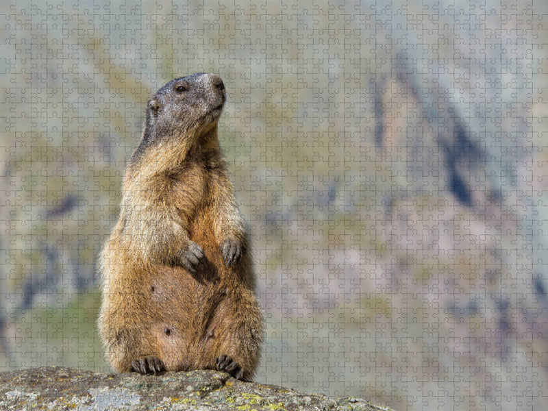 Marmotte - Puzzle photo CALVENDO 