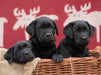 Drei schwarze Labrador Welpen - CALVENDO Foto-Puzzle - calvendoverlag 40.99