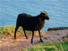 Schwarzes Schaf auf Helgoland - CALVENDO Foto-Puzzle - calvendoverlag 39.99