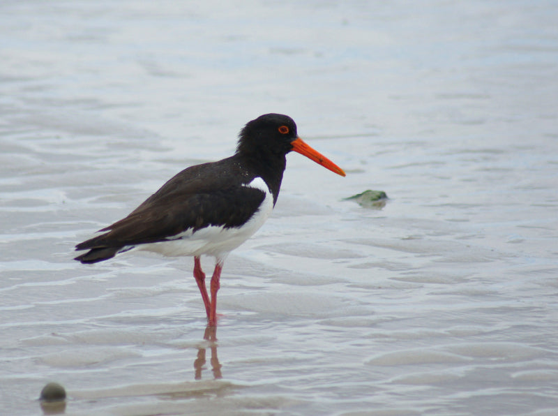 Austernfischer in der Nordsee - CALVENDO Foto-Puzzle - calvendoverlag 39.99