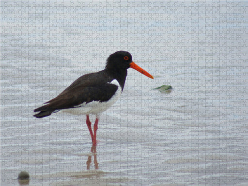 Austernfischer in der Nordsee - CALVENDO Foto-Puzzle - calvendoverlag 39.99