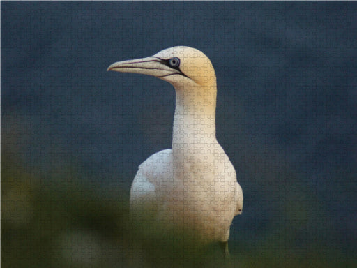 Basstölpel an Helgolands Steilküste - CALVENDO Foto-Puzzle - calvendoverlag 39.99