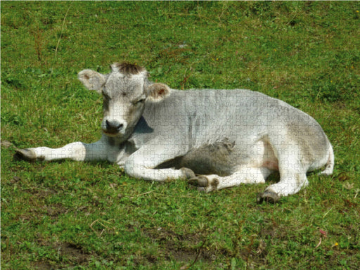 Kalb auf der Almwiese - CALVENDO Foto-Puzzle - calvendoverlag 39.99