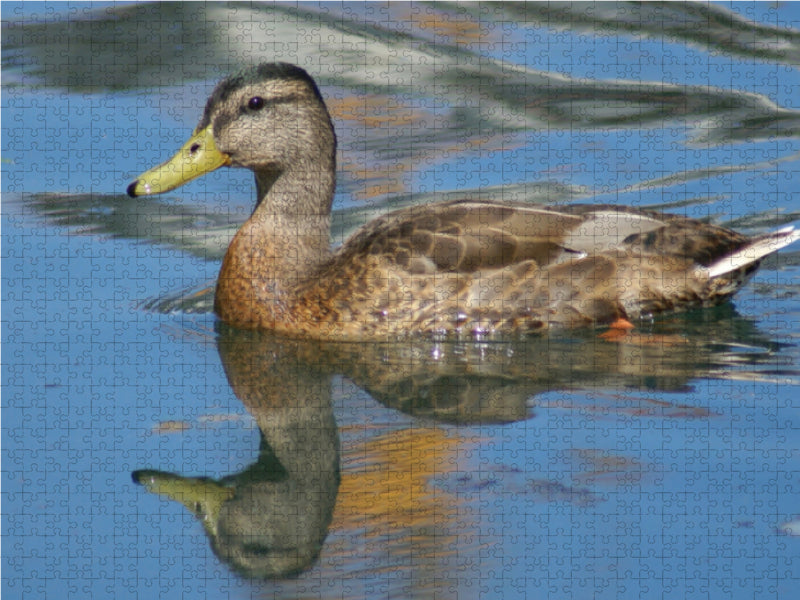 Stockente mit Spiegelbild - CALVENDO Foto-Puzzle - calvendoverlag 39.99