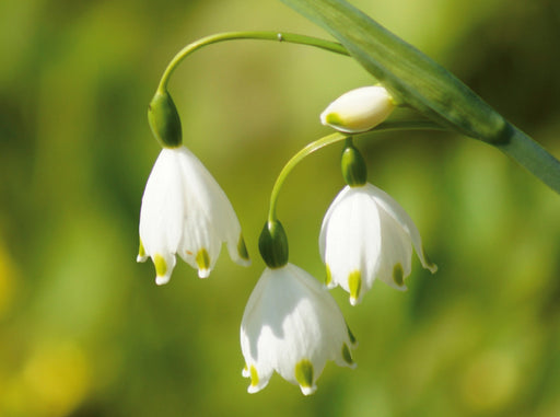 Märzenbecher (Leucojum vernum) - CALVENDO Foto-Puzzle - calvendoverlag 39.99