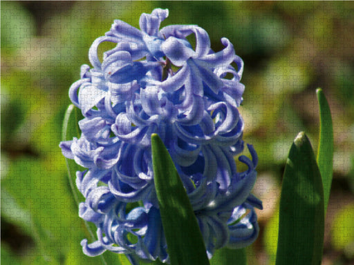Blaue Hyazinthe (Hyacinthus) - CALVENDO Foto-Puzzle - calvendoverlag 39.99