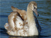 Junger Höckerschwan auf der Donau - CALVENDO Foto-Puzzle - calvendoverlag 39.99