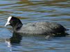 Blässhuhn (Fulica atra) - CALVENDO Foto-Puzzle - calvendoverlag 29.99