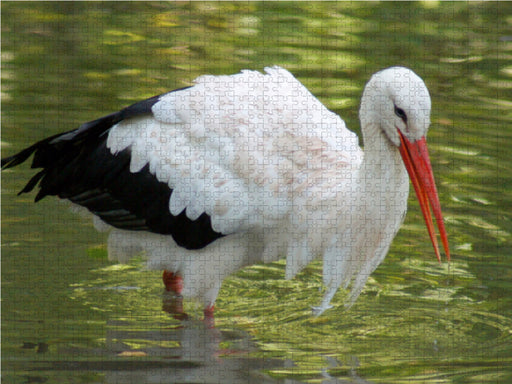 Weißstorch beim Fischen - CALVENDO Foto-Puzzle - calvendoverlag 39.99