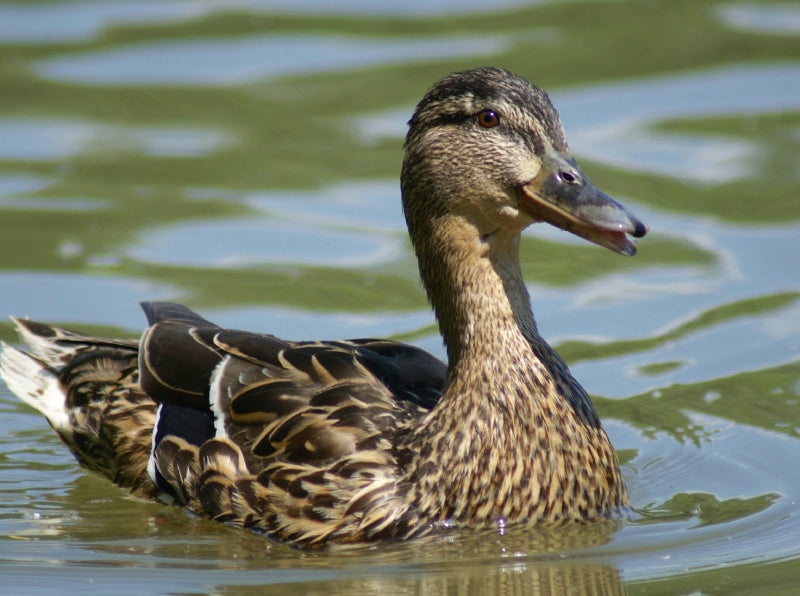 Stockente (Anas platyrhynchos) weiblich - CALVENDO Foto-Puzzle - calvendoverlag 29.99