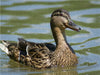 Stockente (Anas platyrhynchos) weiblich - CALVENDO Foto-Puzzle - calvendoverlag 29.99