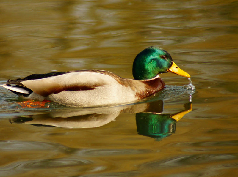 Stockente (Anas platyrhynchos) männlich - CALVENDO Foto-Puzzle - calvendoverlag 29.99