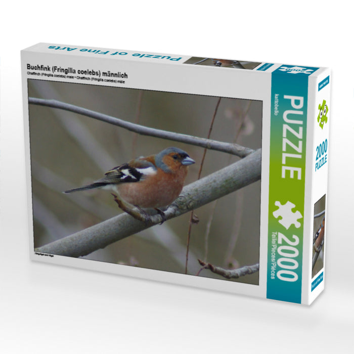 Buchfink (Fringilla coelebs) männlich - CALVENDO Foto-Puzzle - calvendoverlag 39.99