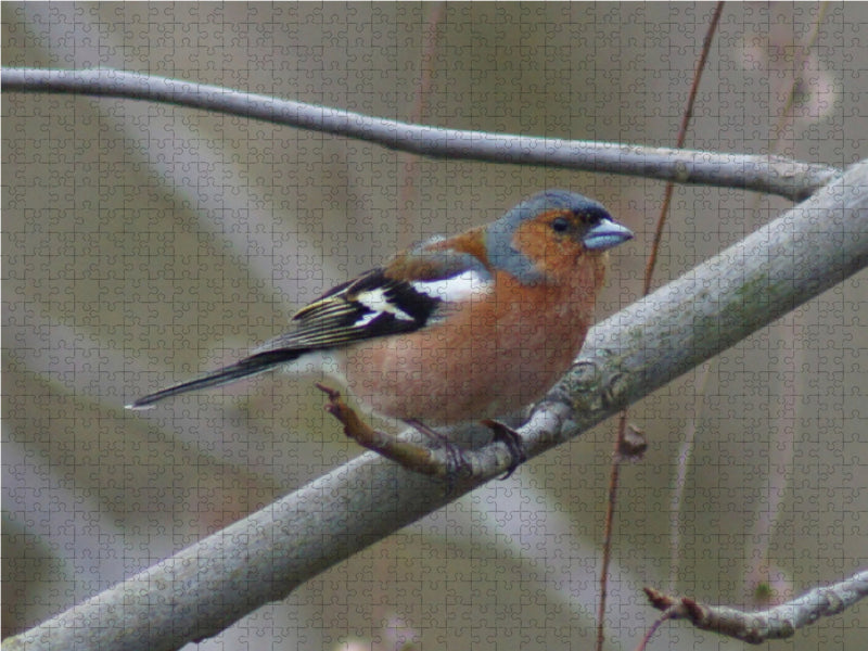 Buchfink (Fringilla coelebs) männlich - CALVENDO Foto-Puzzle - calvendoverlag 39.99