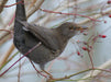 Amsel (Turdus merula) - CALVENDO Foto-Puzzle - calvendoverlag 39.99