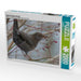Amsel (Turdus merula) - CALVENDO Foto-Puzzle - calvendoverlag 39.99