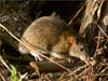 Wanderratte (Rattus norvegicus) - CALVENDO Foto-Puzzle - calvendoverlag 29.99
