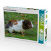 Rosettenmeerschweinchen Baby - CALVENDO Foto-Puzzle - calvendoverlag 39.99