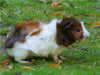 Rosettenmeerschweinchen Baby - CALVENDO Foto-Puzzle - calvendoverlag 39.99