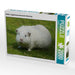 Weißes Langhaarmeerschweinchen Mischling - CALVENDO Foto-Puzzle - calvendoverlag 29.99