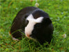 American Crested Meerschweinchen - CALVENDO Foto-Puzzle - calvendoverlag 39.99