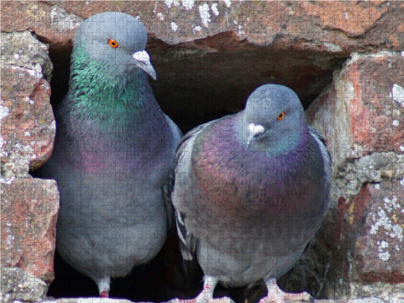 Tauben Päarchen - CALVENDO Foto-Puzzle - calvendoverlag 29.99