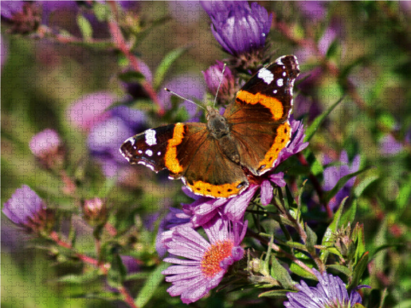 Admiral auf Asterblüte - CALVENDO Foto-Puzzle - calvendoverlag 29.99