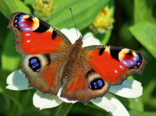 Tagpfauenauge auf weißer Blüte - CALVENDO Foto-Puzzle - calvendoverlag 39.99