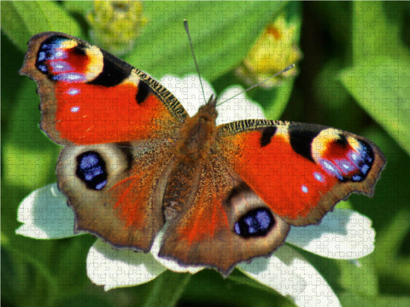 Tagpfauenauge auf weißer Blüte - CALVENDO Foto-Puzzle - calvendoverlag 39.99