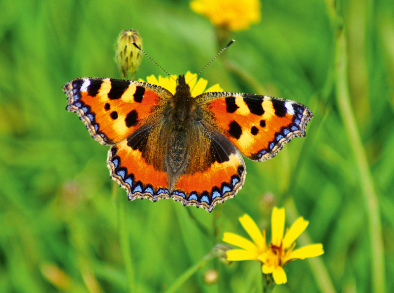 Fuchs auf einer Blumenwiese - CALVENDO Foto-Puzzle - calvendoverlag 29.99