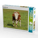 Neugieriges Kalb - CALVENDO Foto-Puzzle - calvendoverlag 39.99