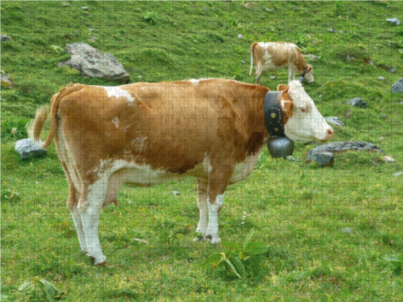 Kühe auf der schweizer Alm - CALVENDO Foto-Puzzle - calvendoverlag 39.99