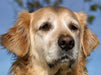 Golden Retriever Portrait - CALVENDO Foto-Puzzle - calvendoverlag 39.99